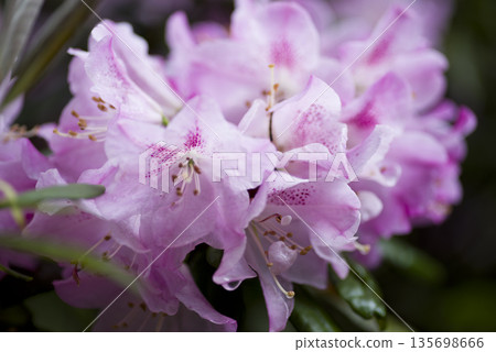 杜鵑花園裡，粉紅色的杜鵑花正在盛開。 135698666