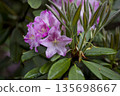Pink rhododendron flowers are blooming in the rhododendron garden. 135698667