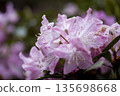 Pink rhododendron flowers are blooming in the rhododendron garden. 135698668