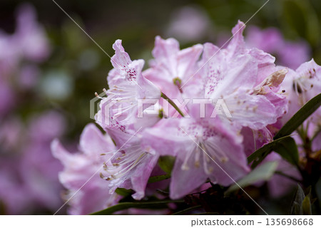 杜鵑花園裡，粉紅色的杜鵑花正在盛開。 135698668