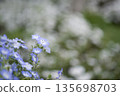 The blue flowers of Nemophila are in bloom. The scientific name is Nemophila. 135698703