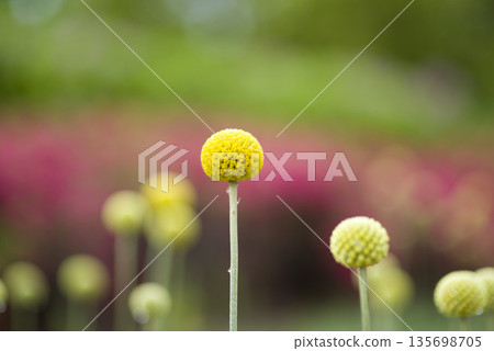 Craspedia's yellow ball-like flowers are in bloom. The scientific name is Craspedia globosa. 135698705