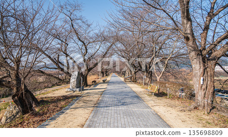 Winter Sewari Embankment, Yawata City, Kyoto Prefecture 135698809