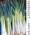 Fresh Bundles of Japanese Bunching Onions in Local Markets. 135698880