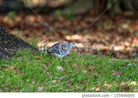 Feeding behavior of the turtle dove 135698893