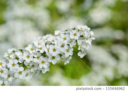 雪花白花 135698962