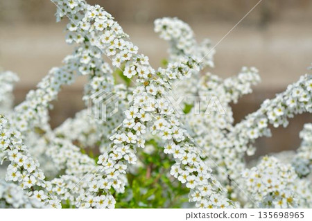 Snow Flower White Flower 135698965