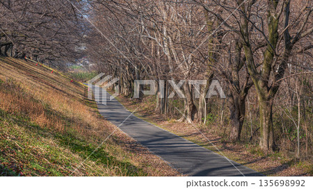Winter Sewari Embankment, Yawata City, Kyoto Prefecture 135698992