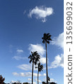 Palm trees stretching against the blue sky and refreshing clouds 135699032