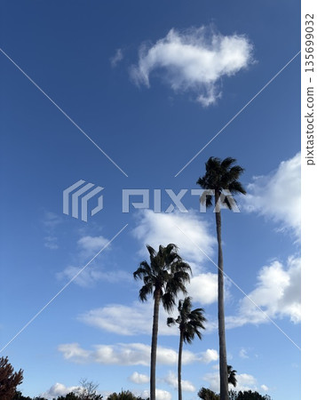 棕櫚樹在藍天和清爽的雲朵映襯下伸展開來。 135699032