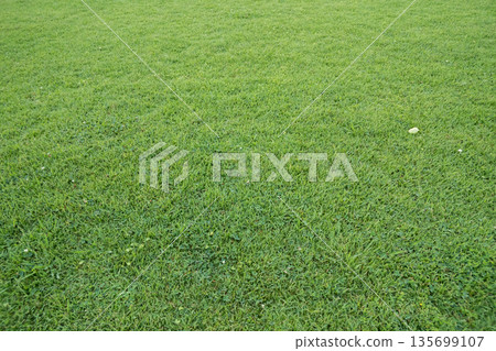 草地 草坪 草 135699107