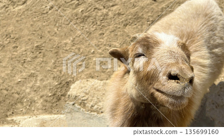 Contented Goat Smiling Outdoors Contented Goat Smiling Outdoors 135699160