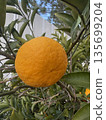Close-up of vibrant tangerines growing on a branch 135699204