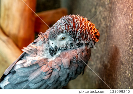 The graceful appearance of the African grey parrot, warding off the cold by basking in far infrared rays 135699240