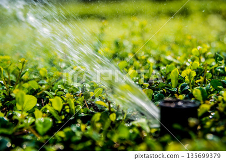 Luxury landscape design of the tropical garden. Beautiful view of tropical landscape. Watering Luxury landscape design of the tropical garden. Beautiful view of tropical landscape. Watering 135699379
