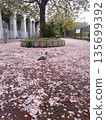 A dove standing among cherry blossom petals 135699392