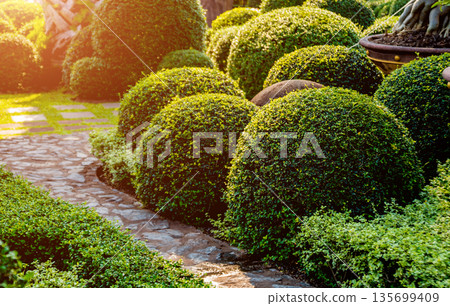 Luxury landscape design of the tropical garden. 135699409