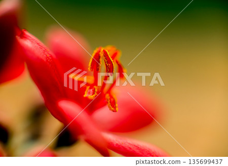 Abstract colored background close up. Macro flowers and petals Abstract colored background close up. Macro flowers and petals 135699437