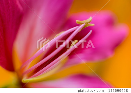 Abstract colored background close up. Macro flowers and petals Abstract colored background close up. Macro flowers and petals 135699438