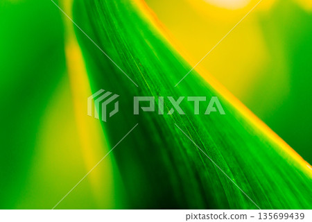 Abstract colored background close up. Macro flowers and petals Abstract colored background close up. Macro flowers and petals 135699439