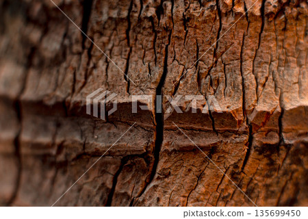 Abstract colored background close up. Macro flowers and petals Abstract colored background close up. Macro flowers and petals 135699450