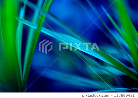 Abstract colored background close up. Macro flowers and petals Abstract colored background close up. Macro flowers and petals 135699451