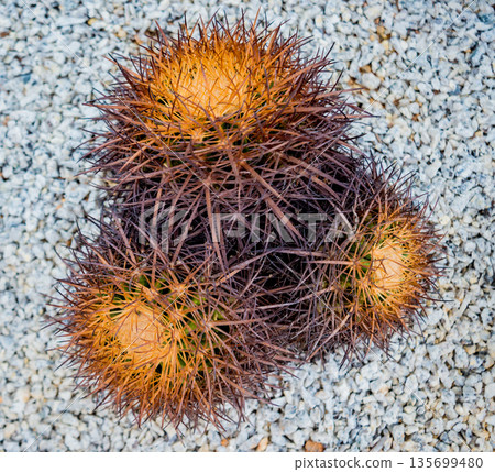 Collection beautiful prickly cacti in the greenhouse 135699480