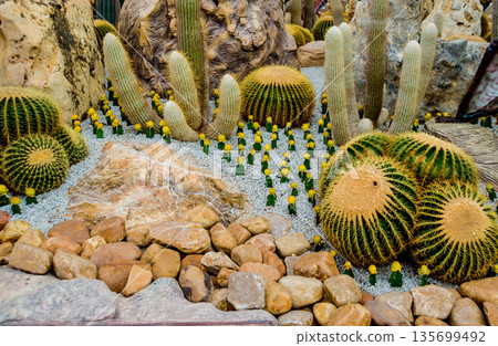 Collection beautiful prickly cacti in the greenhouse 135699492