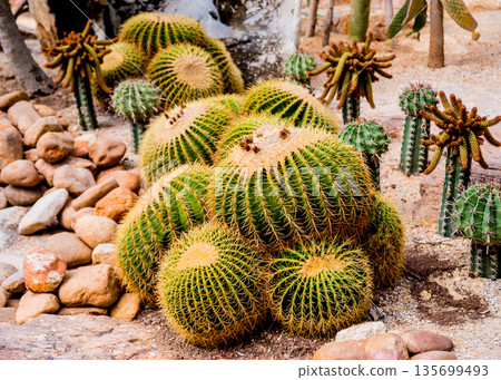 Collection beautiful prickly cacti in the greenhouse 135699493