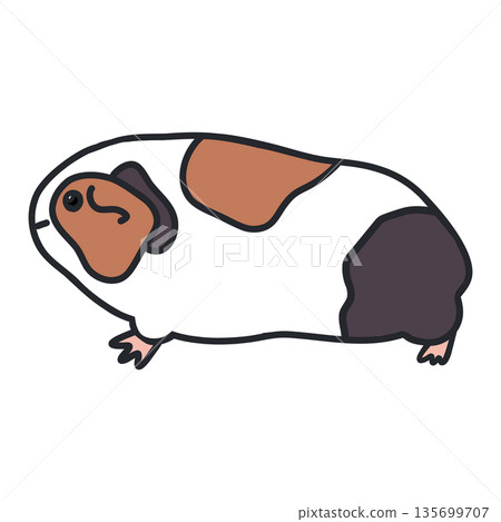 一隻棕、黑、白相間的豚鼠側面圖。手繪插圖,線條粗獷。 一隻棕、黑、白相間的豚鼠側面圖。手繪插圖,線條粗獷。 135699707