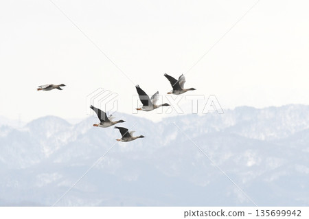 飛大石井 飛大石井 135699942