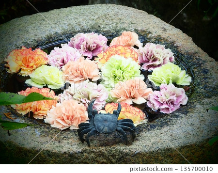浮在水面上的花 浮在水面上的花 135700010