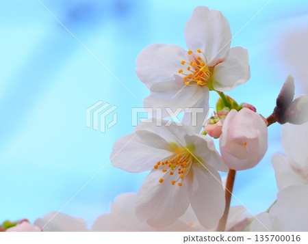 Cherry blossom Cherry blossom 135700016