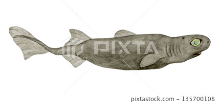 劍魚鯊深海生物水彩插圖 135700108