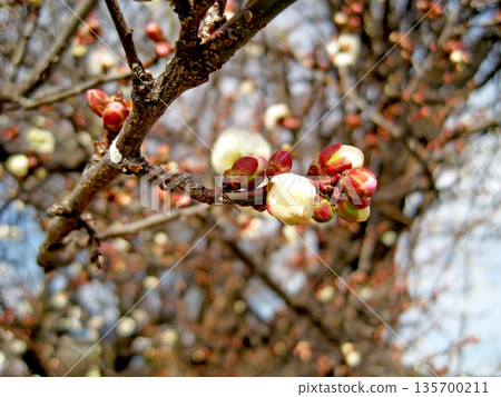 White plum blossoms that have begun to bloom White plum blossoms that have begun to bloom 135700211