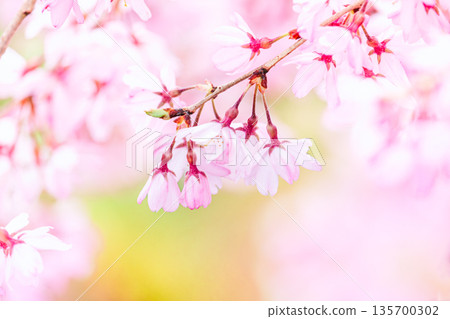 盛開櫻花特寫鏡頭 盛開櫻花特寫鏡頭 135700302