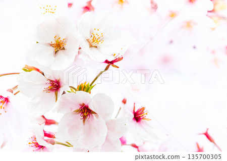 Close-up of full bloom cherry blossoms Close-up of full bloom cherry blossoms 135700305