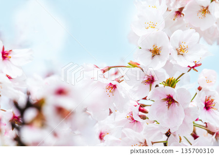 盛開櫻花特寫鏡頭 盛開櫻花特寫鏡頭 135700310