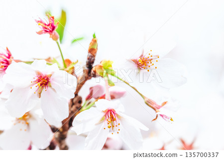 盛開櫻花特寫鏡頭 盛開櫻花特寫鏡頭 135700337