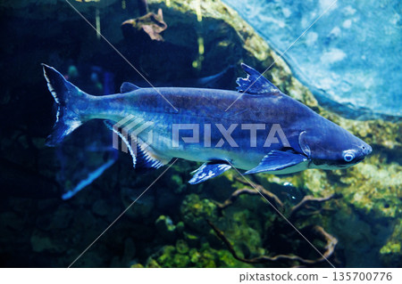 Underwater View of a Pangasius Fish in Aquarium Setting Underwater View of a Pangasius Fish in Aquarium Setting 135700776