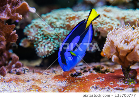 Vibrant Blue Tang Fish Swimming in Colorful Coral Reef Vibrant Blue Tang Fish Swimming in Colorful Coral Reef 135700777