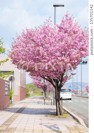 Pink Sakura Cherry blossom blooming in Spring season, cityscape against blue sky in Morioka city, Iwate prefecture, Japan. Iwate, Japan, 27 April 2025 135701142