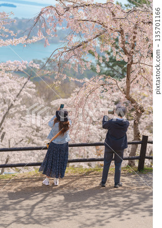 Matsushima Bay and Sakura cherry blossoms in Spring from observation point of Saigyo modoshi no matsu park near Sendai city. Miyagi Prefecture, Tohoku, Japan, 19 April 2025 135701166