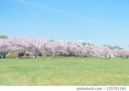 Kitakami Tenshochi Park with Sakura Cherry Blossom in Spring, tourists travel and sightseeing at Kitakami festival. Iwate prefecture, Japan, 22 April 2025 135701193