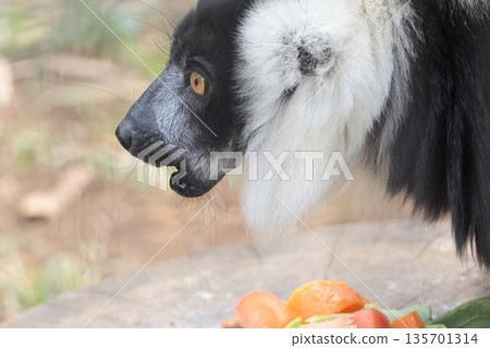 Elemaki lemur Elemaki lemur 135701314