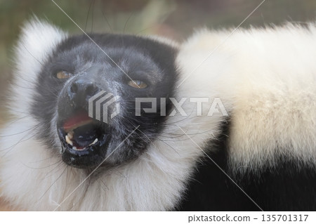 Elemaki lemur Elemaki lemur 135701317