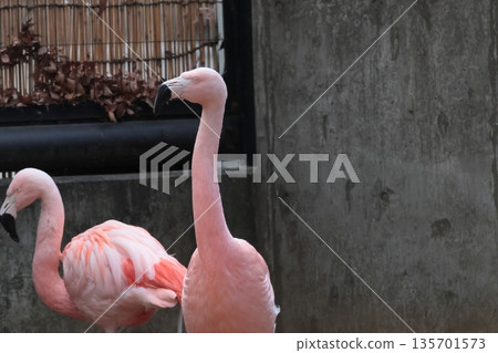Flamingo  135701573