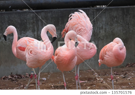 Flamingo Flamingo 135701576