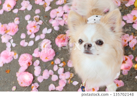 春天裡的吉娃娃,伴著山茶花瓣飄落 春天裡的吉娃娃,伴著山茶花瓣飄落 135702148