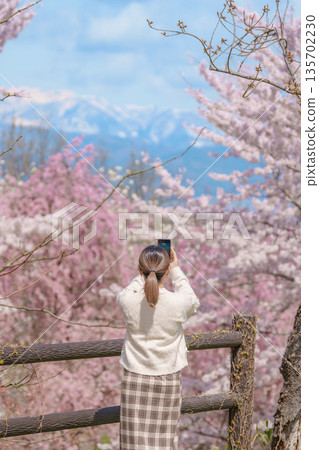Woman tourist sightseeing Sakura Cherry Blossom in Spring, happy traveler travel in Tendo Park or Maizuru Park in Yamagata prefecture, Tohoku, Japan. famous Landmark for Travel and Vacation Woman tourist sightseeing Sakura Cherry Blossom in Spring, happy traveler travel in Tendo Park or Maizuru Park in Yamagata prefecture, Tohoku, Japan. famous Landmark for Travel and Vacation 135702230